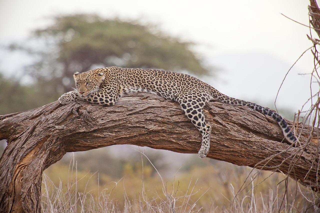 About leopard, safari, africa, kenya, leopard, leopard, leopard, leopard, leopard, africa, kenya