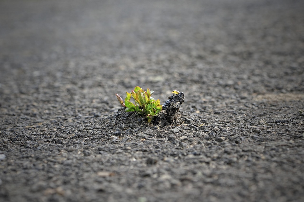 Book-an-Appointment-Sec-IMG.jpg nature is stronger, breakthrough, green through tar, breakthrough, breakthrough, breakthrough, breakthrough, breakthrough