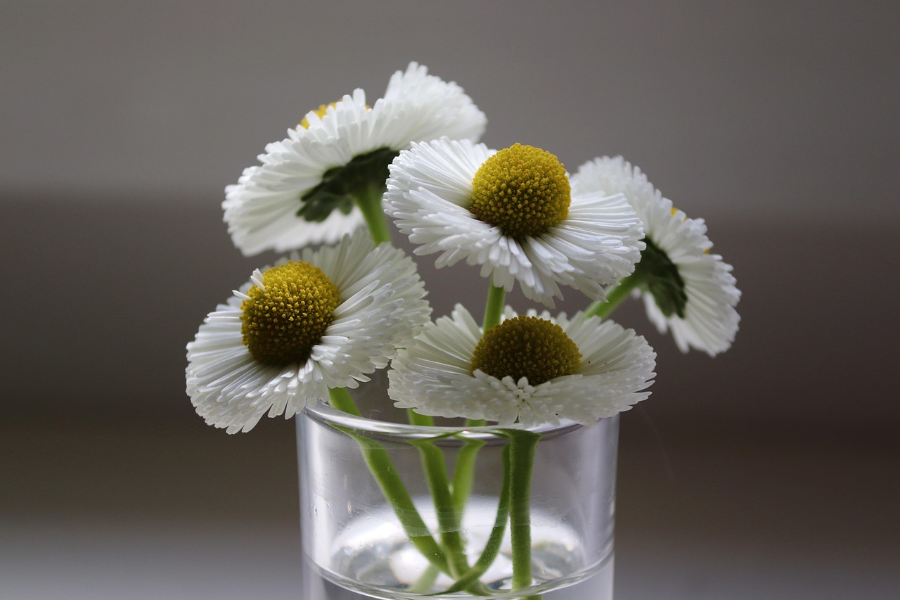 bellies, nature, daisy, glass, pick, blossoms, white, daisies, spring, blossomed