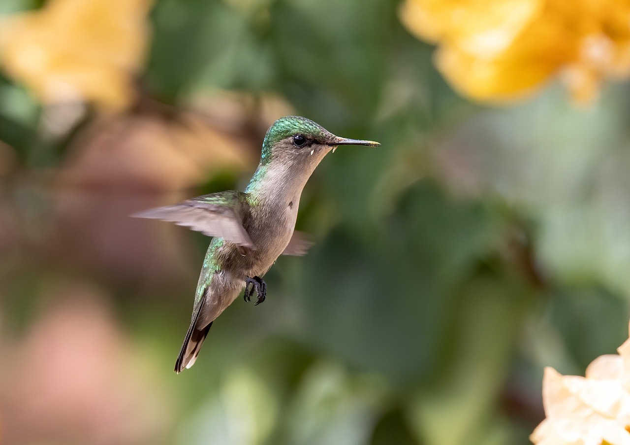 About bird, ornithology, hummingbird, nature, green hummingbird, pollination, species, fauna, avian, animal, wildlife