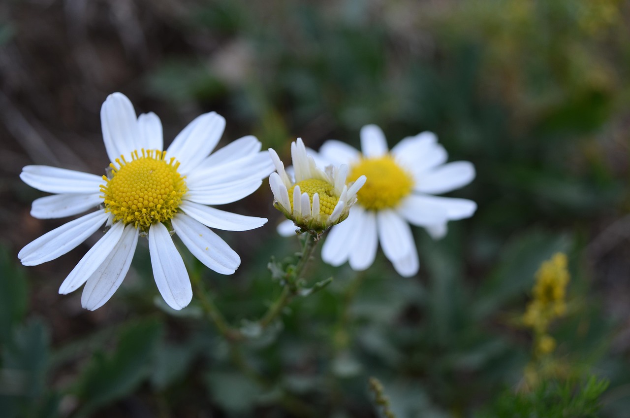 About wild chrysanthemum, white, before and after