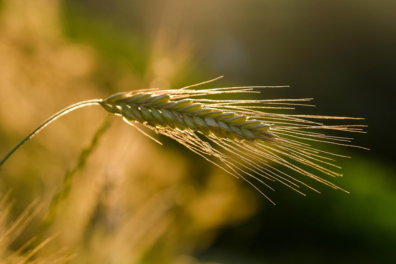 rye, ear, grain, sunset, agriculture, cereal cultivation, nature, golden hour