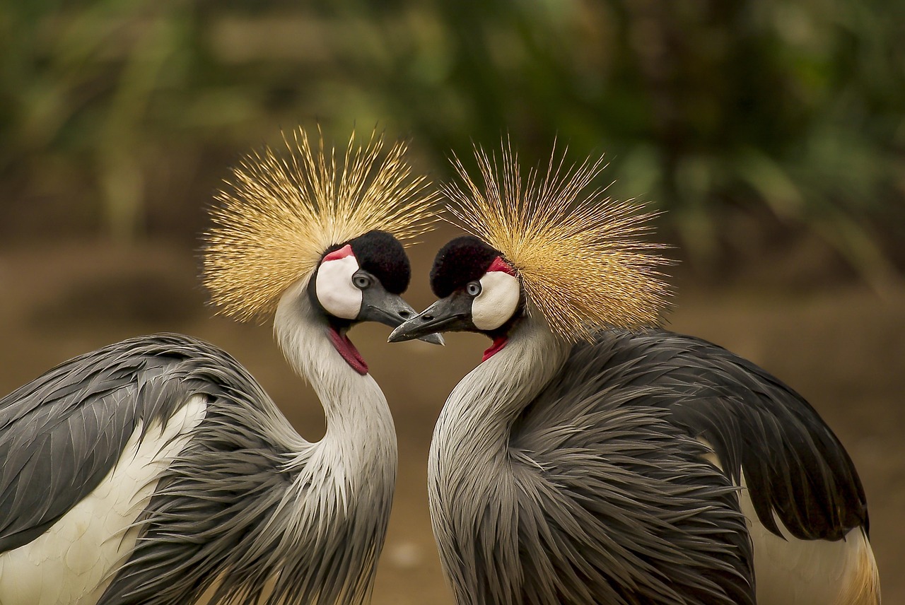 grey crowned cranes, birds, cranes, pair, pair of birds, plumage, feathers, ave, avian, ornithology, bird watching, wildlife, wilderness, animal world, headdress, nature, birds, birds, birds, birds, birds