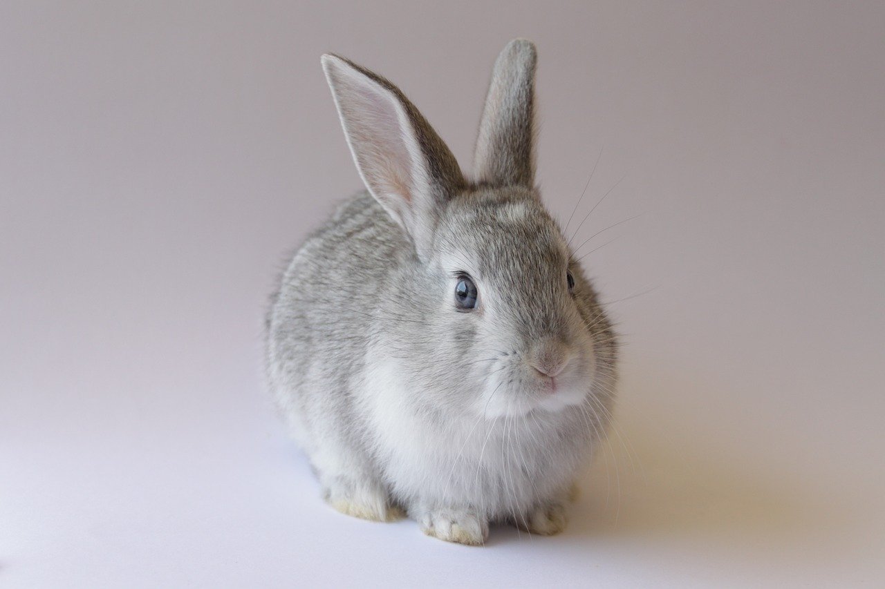 Plan-2.jpg bunny, rabbit, animal, pet, cute, easter, nature, eastercollection