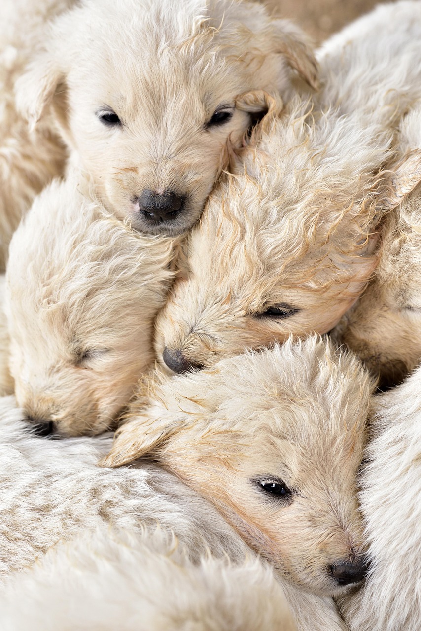 puppies, domestic animal, dogs, young, small, group, animal, cute, white, mammal, nature, love, animal portrait, portrait, pets, siblings, friends, protection, cuddle, huddled together, warm, children, born again