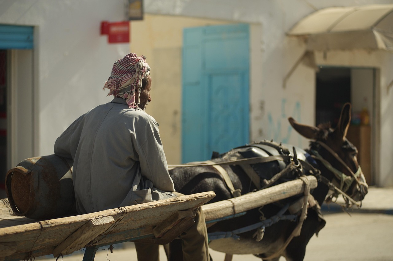 tunisia, man, team, donkey, road, rides, home, village, canister, tunisia, donkey, donkey, donkey, donkey, donkey, village, village, village