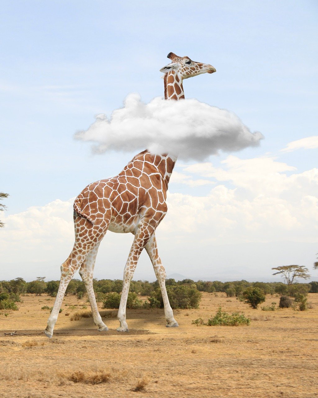 giraffe, nature, savannah, animals, africa