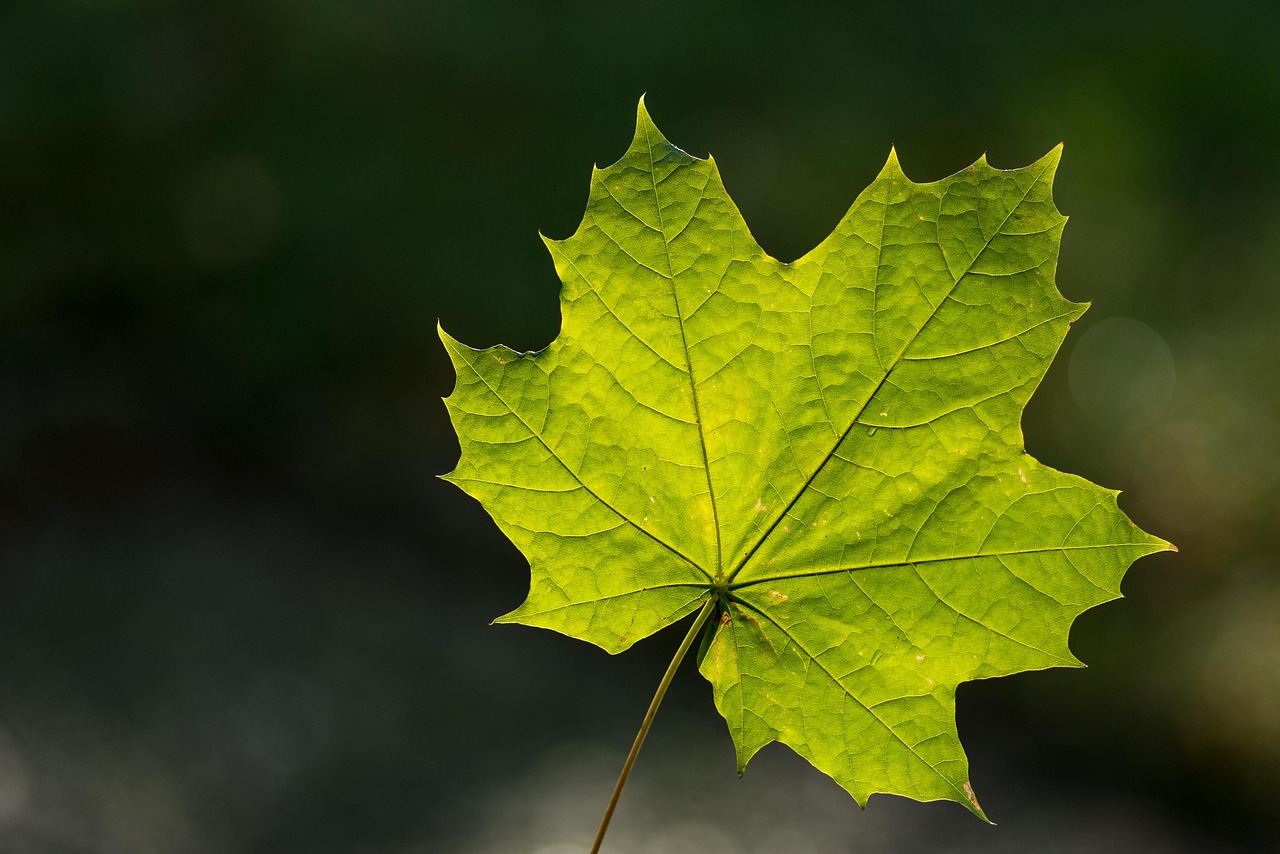 About leaf, maple, 4k wallpaper 1920x1080, laptop wallpaper, wallpaper hd, cool backgrounds