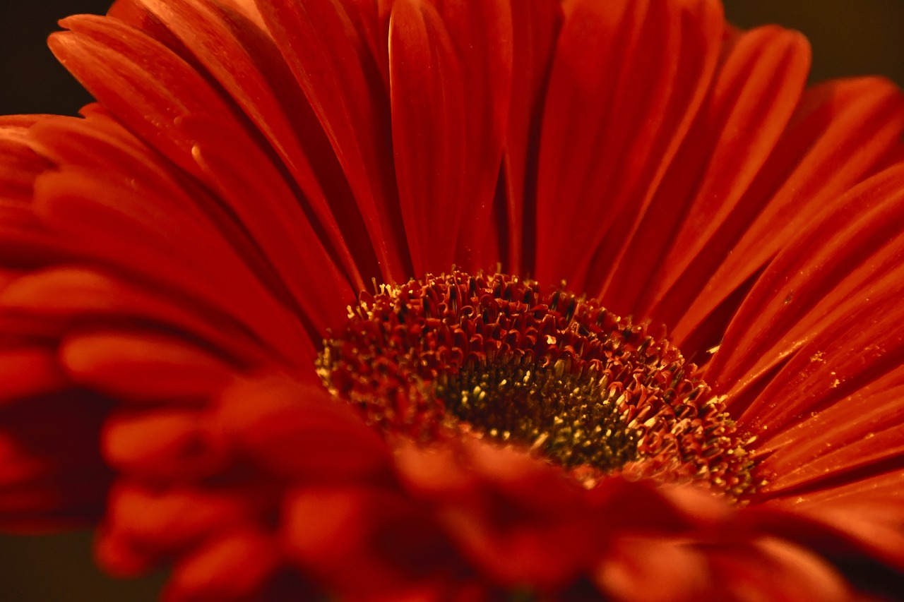 service-3 gerbera, wallpaper 4k, flower, 4k wallpaper 1920x1080, petal, petals, orange, laptop wallpaper, free background, hd wallpaper, botany, flora, beautiful wallpaper, windows wallpaper, mac wallpaper, blooms, 4k wallpaper, nature, wallpaper hd, flower background, full hd wallpaper, love, beautiful flowers, free wallpaper, desktop backgrounds, romantic, floral background, flower wallpaper, background, cool backgrounds, plant