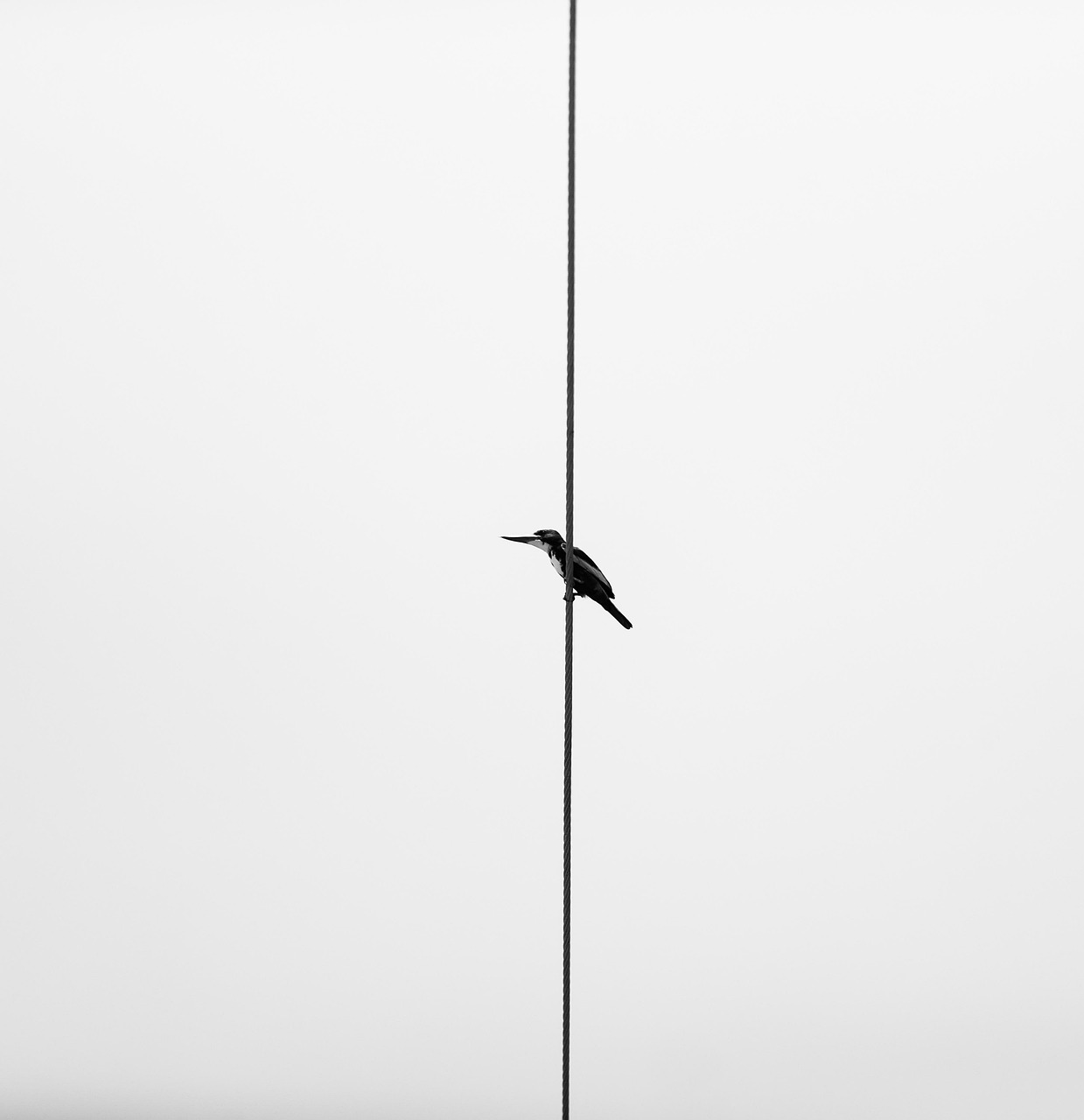 Home bird, animal, wildlife, vietnam, nature, cuckoo, minimal