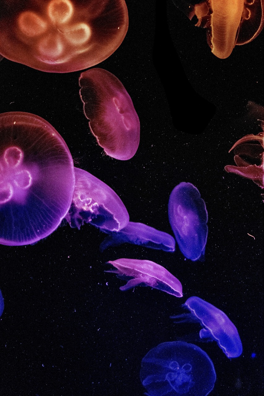 jellyfish, lock screen wallpaper, wallpaper, jelly fish, samsung wallpaper, aquarium, dark, rainbow, colourful, red, purple, underwater, fish, marine, ipad wallpaper, sea, animal, blue, creature, glow, glowing, nature, transparent, mobile wallpaper, jelly, phone wallpaper, deep, mobile wallpaper 4k, translucent, water, beautiful wallpaper, black, black rainbow, black sea, black fish, black ocean, black wallpaper, black fishing, iphone wallpaper