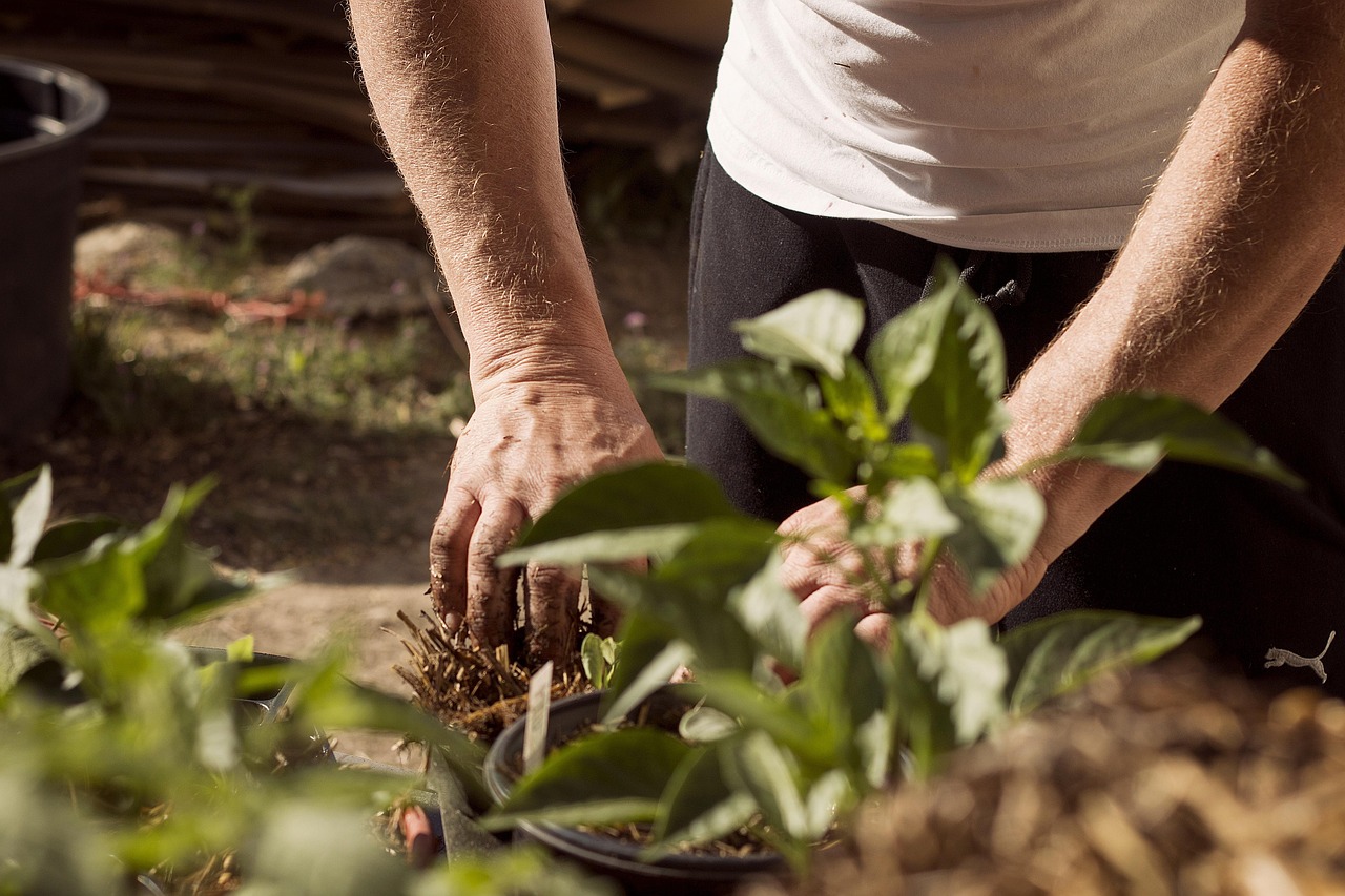 Home Hands gardening in a small plot