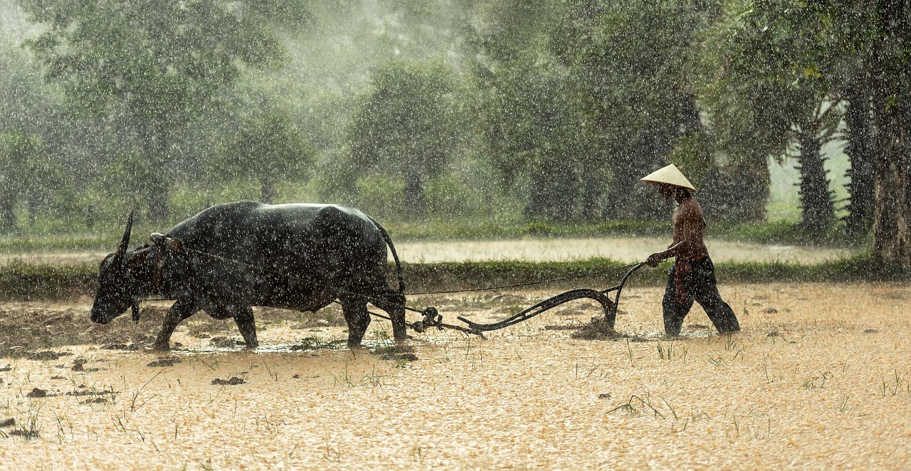 buffalo, farmer, cultivating, agriculture, asia, cambodia, culture, farm, farmland, harvesting, work, labor, laos, lifestyle, countryside, malaysia, myanmar, burma, people, rice, thailand, tradition, traditional, vietnamese, farmer, farmer, farmer, farmer, farmer, agriculture, agriculture, work