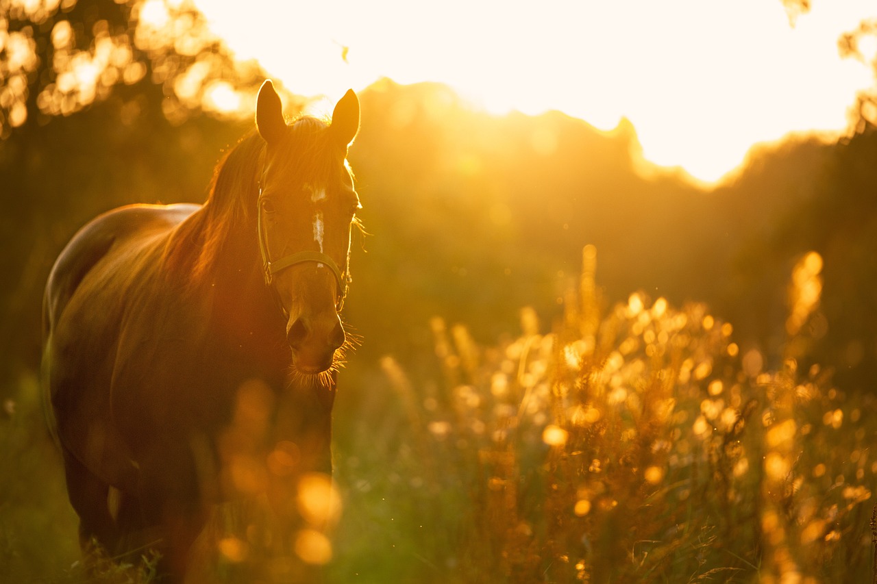 horse, nature, meadow, grass