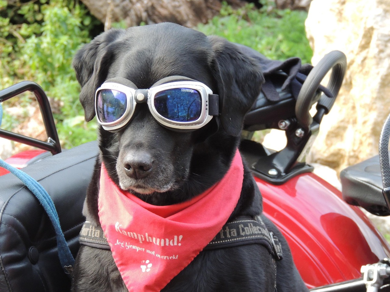 Home Fun shared ride — passenger and pet ready to go
