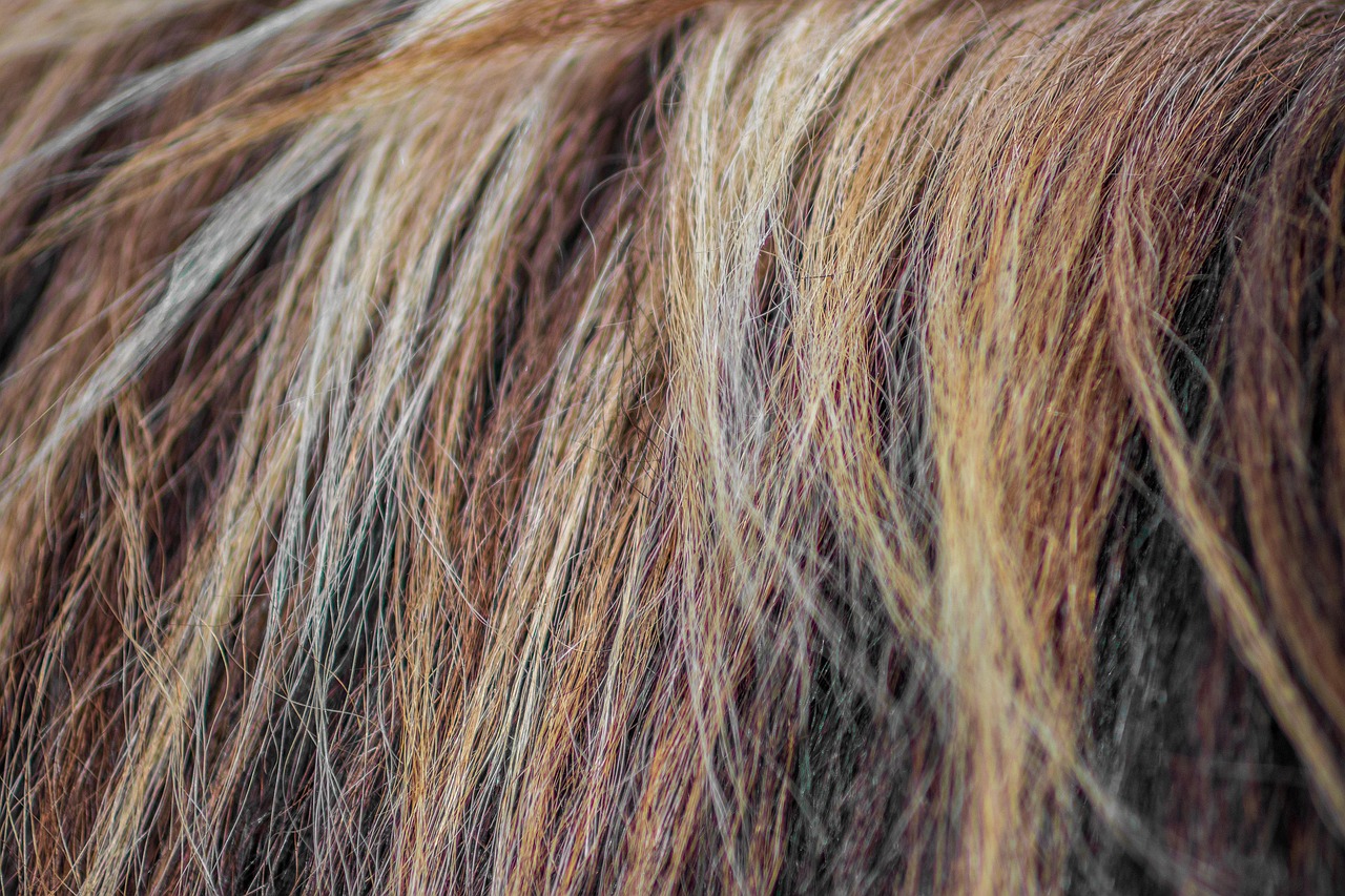 Home horse, mane, strand, close up, nature, animal, hair