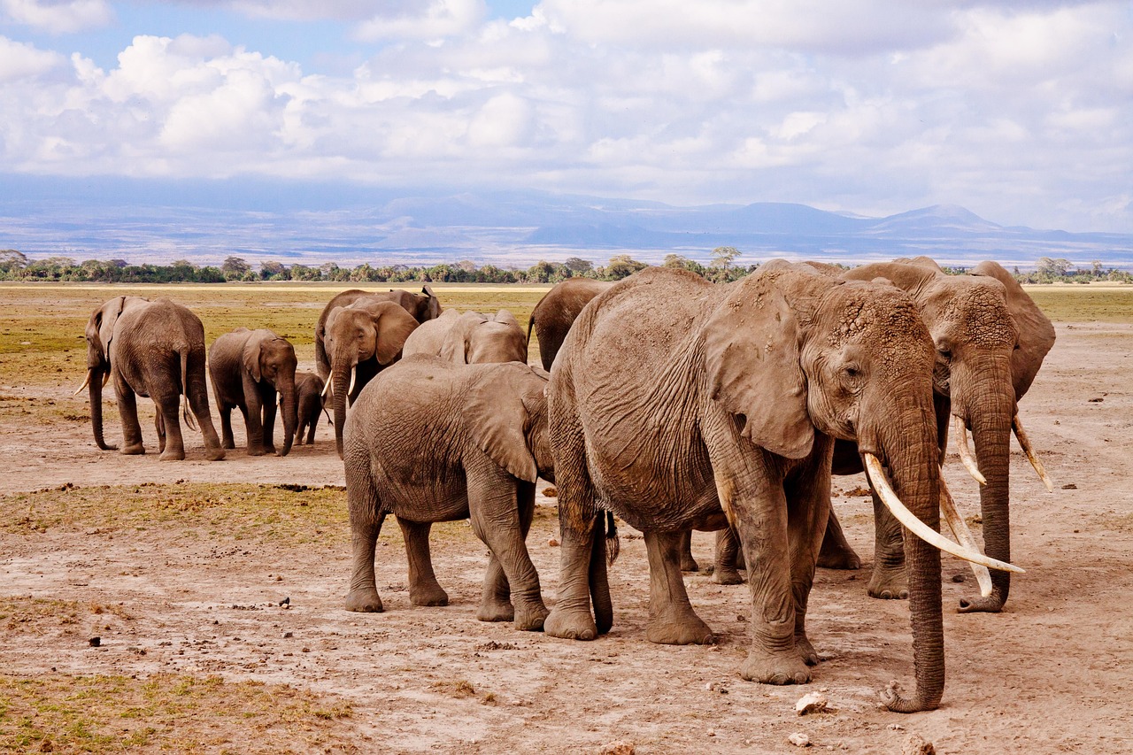 elephants, family, trunks, tusks, pachyderm, large animals, large mammals, wild, wild animals, nature, wilderness, wildlife, africa, amboseli, animal, safari, national park