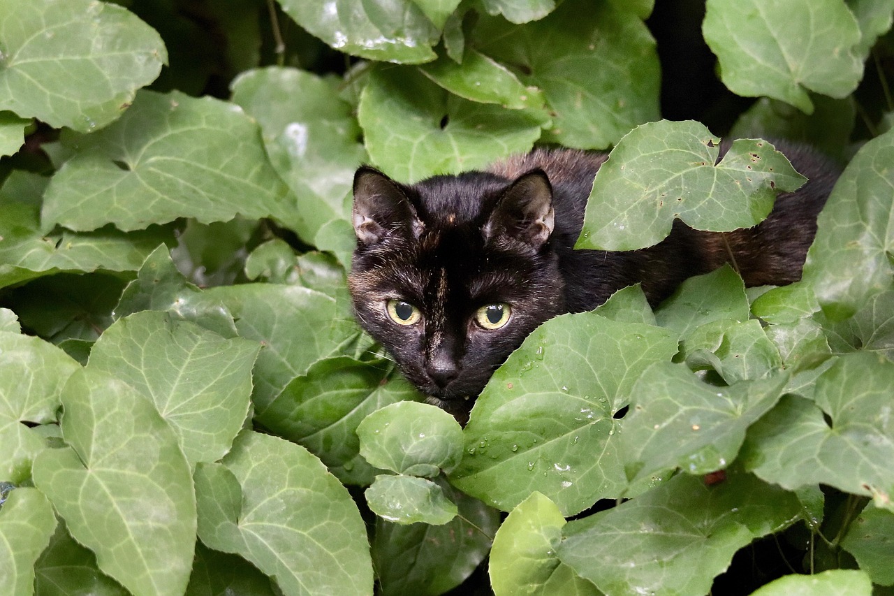 cat, cat eyes, domestic cat, domestic animal, pet, tortoise shell, whiskers, leaves, nature, on the lurk, mammal, elven flower, animal, ground cover, in the green